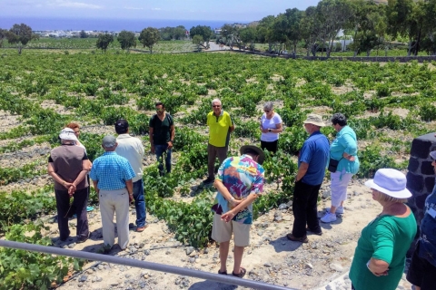 Santorini: tour de cata de vinos en grupo reducido
