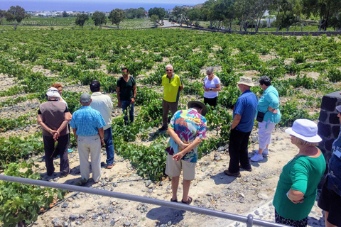 Santorin: visite de dégustation de vin en petit groupe