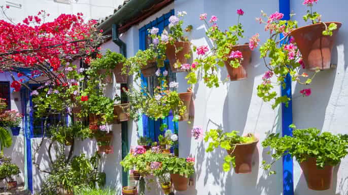 cordobas authentic patios 2hour tour with tickets