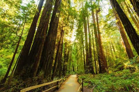 Bike the Golden Gate Bridge and Shuttle to Muir Woods