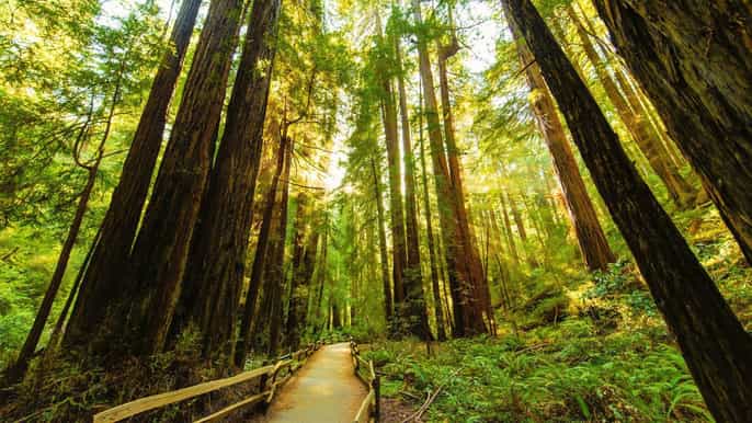 sykkel golden gate bridge og shuttle til muir woods