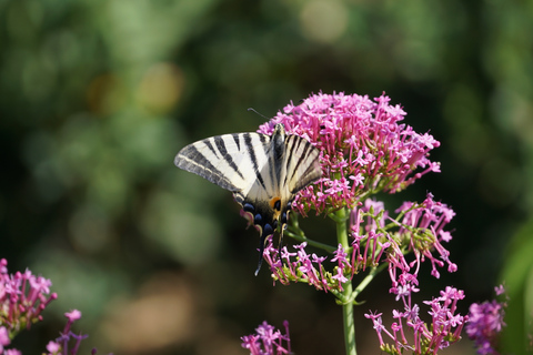 Excursão sem filas aos Jardins de Boboli