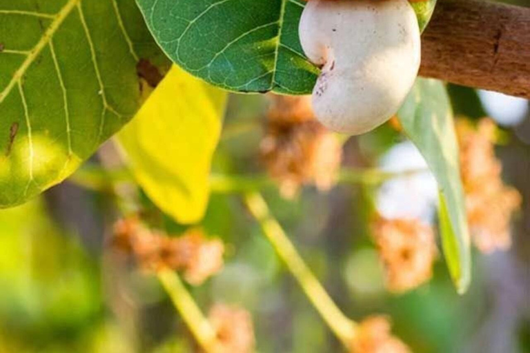 Zanzibar: Privat kryddodlingstur med lokal guide.Det här alternativet inkluderar upphämtning från hotell i Stone Town.