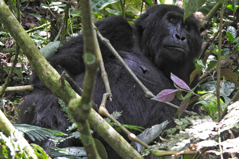 Uganda: 3 Tage Gorilla-Tracking und Batwa-Kulturwanderung3b Tage Uganda unglaubliches Gorilla Tracking Erlebnis