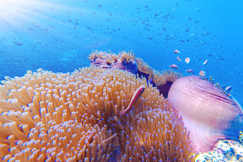 Koh Tao: Snorkel with Turtles at Nangyuan with Fewer Crowds