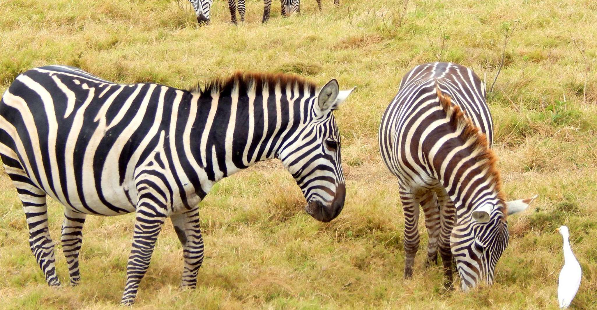 De Nairobi, 3 jours 2-Nights Maasai Mara Safari Experience - Hizvo