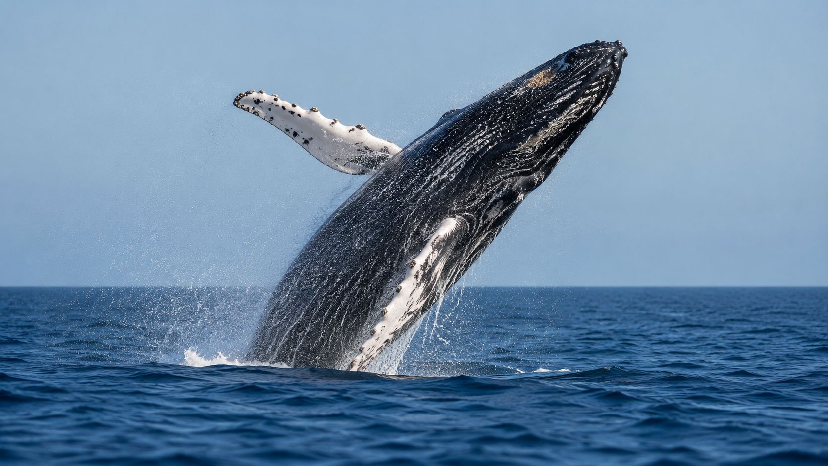 Whale-Watching-Tour ab Townsville
