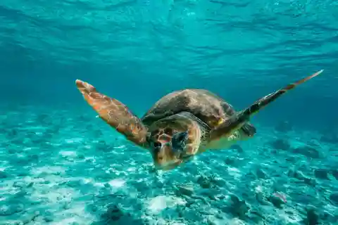 Tulum: 2 spot Reef Snorkel 1 hour 30 minutes