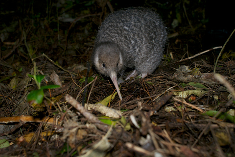 Zealandia: Erkundungstour bei Nacht