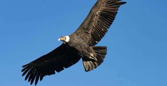 Cusco: Chonta Canyon and Condor Flight Tour with Lunch