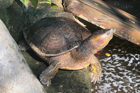Desde Huatulco: Excursión Ecológica Cocodrilos y TortugasServicio Privado en Vehículo Avanza