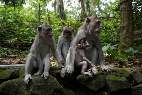 Bali: Private Sangeh Monkey Forest, Temple & Waterfall Tour Without entry tickets