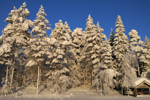 Rovaniemi: experiência noturna da Lapônia com jantar