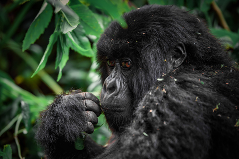 5 Días en el Parque Nacional Impenetrable de Bwindi