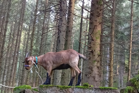 Luvigny: a unique discovery walk with goats Luvigny: An unusual discovery walk with goats