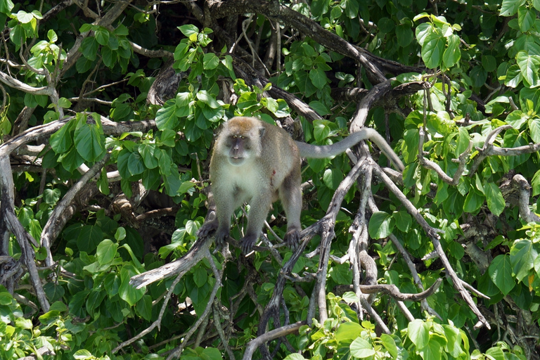 Îles Phi Phi et Bamboo : excursion d'une journée premium avec déjeuner en bord de merPhuket : îles Phi Phi avec déjeuner en bord de mer