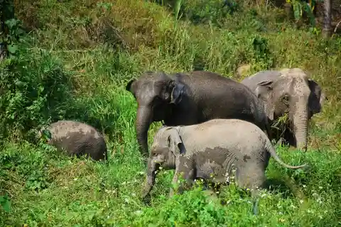 Elephant Retirement Park Volunteering and Homestay Program