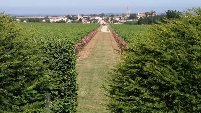 bordeaux morning breakfast and wine tour in saintemilion