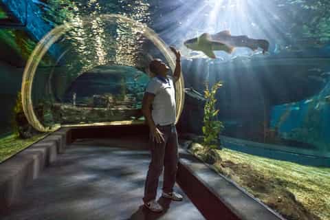 sea life bangkok ocean world admission ticket