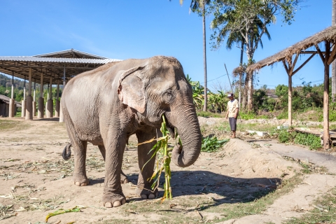 Chiang Mai : visite sanctuaire des éléphants en petit groupeVisite d’une demi-journée dans l’après-midi