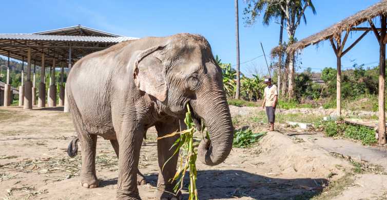 De Chiang Mai: Excursão de um dia ao Santuário de Elefantes Éticos