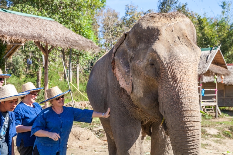 Chiang Mai Elephant Sanctuary Small Group Ethical Tour Half-Day Afternoon Tour