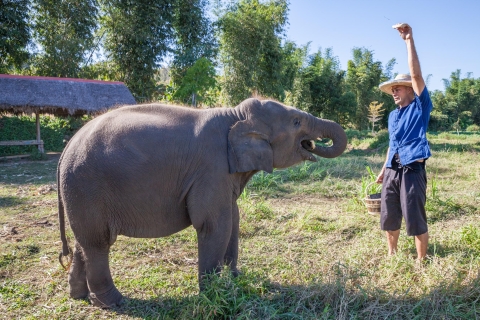 Chiang Mai : visite sanctuaire des éléphants en petit groupeVisite d’une journée