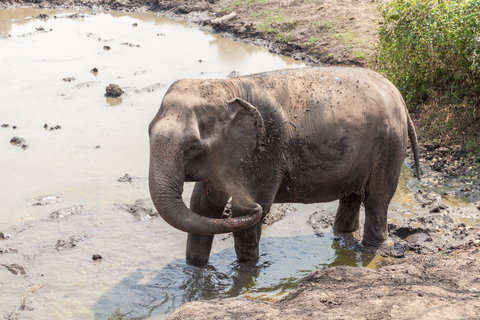 Visite privée du refuge des éléphants et de Kanchanaburi