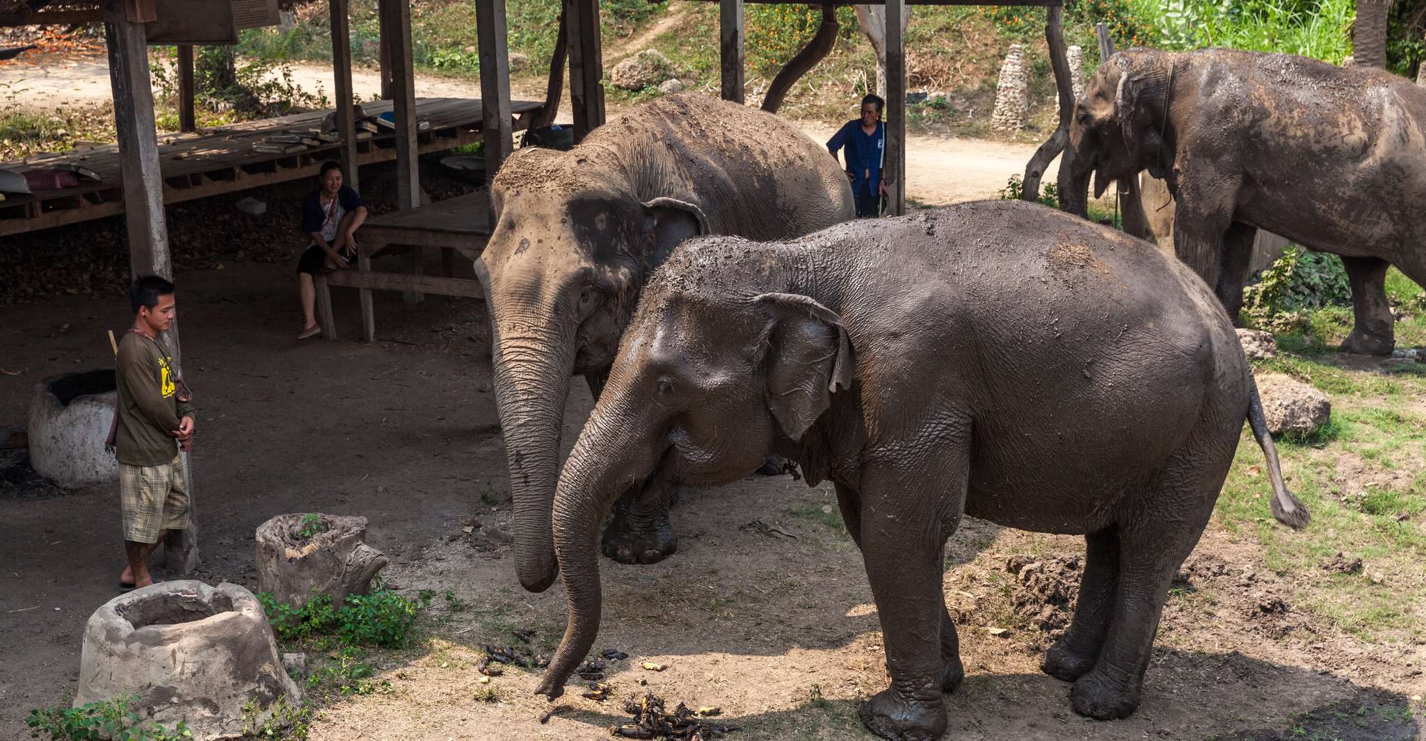 Visita al Santuario de Elefantes y Kanchanaburi - Hizvo