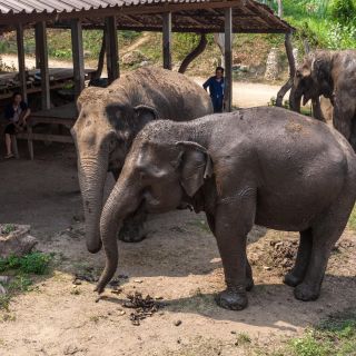 Fra Bangkok: Privat tur til elefantreservat og Kanchanaburi