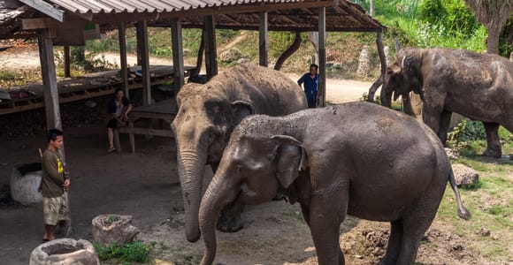 Ab Bangkok: Elefantenschutzgebiet und Kanchanaburi-Tour