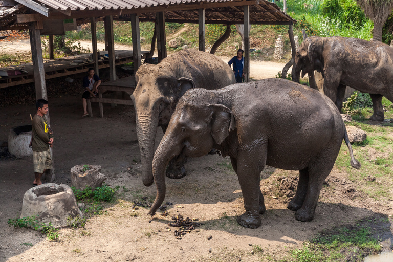 Från Bangkok: Elefantreservat och rundtur i KanchanaburiElefantreservat och Kanchanaburi med privat bil