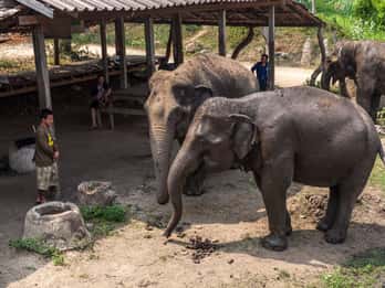 Ab Bangkok: Elefantenschutzgebiet und Kanchanaburi-Tour