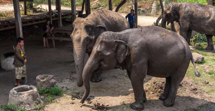 Elephant Sanctuary & Kanchanaburi Highlights Tour GetYourGuide