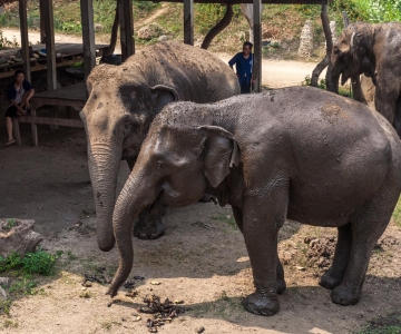 Fra Bangkok: Privat tur til elefantreservat og Kanchanaburi