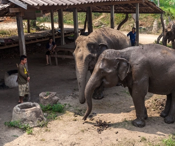 Vanuit Bangkok: Olifantenopvang en Kanchanaburi-tour