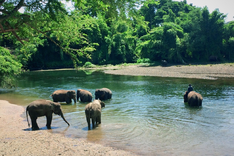 Visite privée du refuge des éléphants et de Kanchanaburi