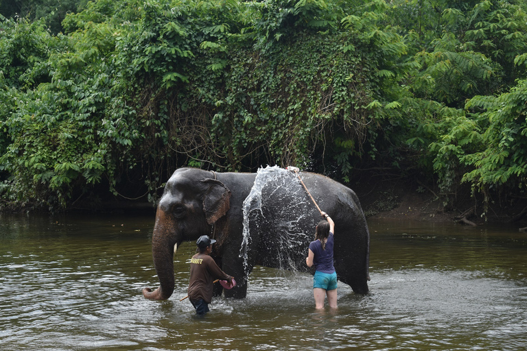 Da Bangkok: Santuario degli elefanti e tour di KanchanaburiSantuario degli elefanti e Kanchanaburi con auto privata