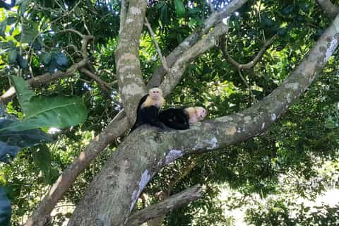 Manuel Antonio National Park Combo Tour from San Jose