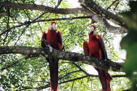 Manuel Antonio National Park Combo Tour from San Jose