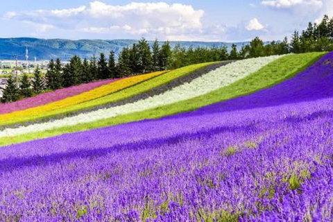 From Sapporo: Biei Blue Pond & Furano Flowers Day Tour Alphard (up to 5) — Private Day Tour