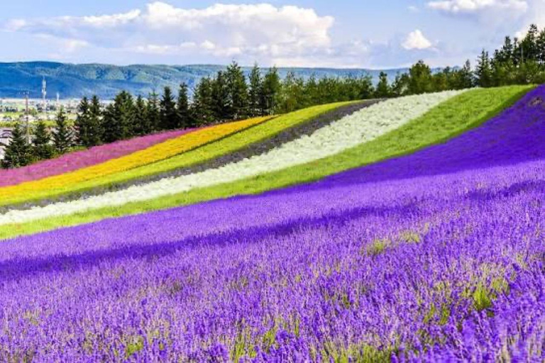 From Sapporo: Biei Blue Pond & Furano Flowers Day Tour Alphard (up to 5) — Private Day Tour