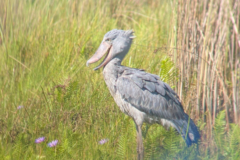 Mabamba Shoebill Full-Day Bike Tour