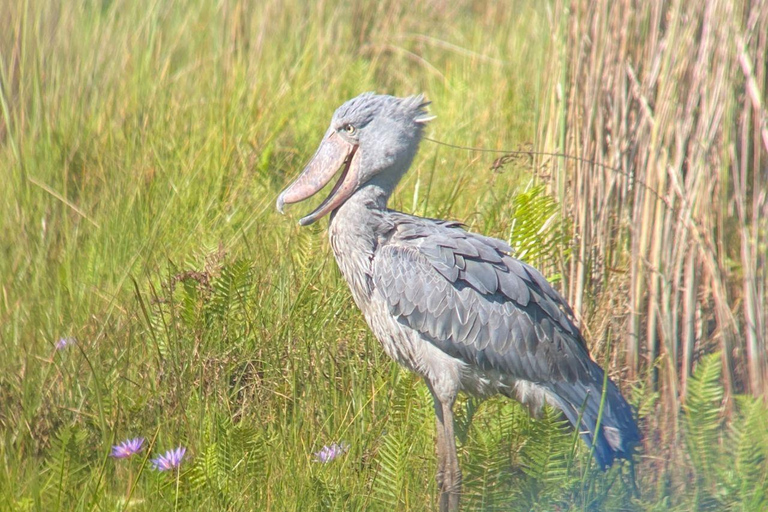 Mabamba Shoebill Full-Day Bike Tour