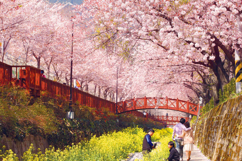 Seoul: Jinhae Cherry Blossom Tour with Busan Drop-off Option [Round Trip From Seoul] Jinhae Cherry Blossom Day Tour