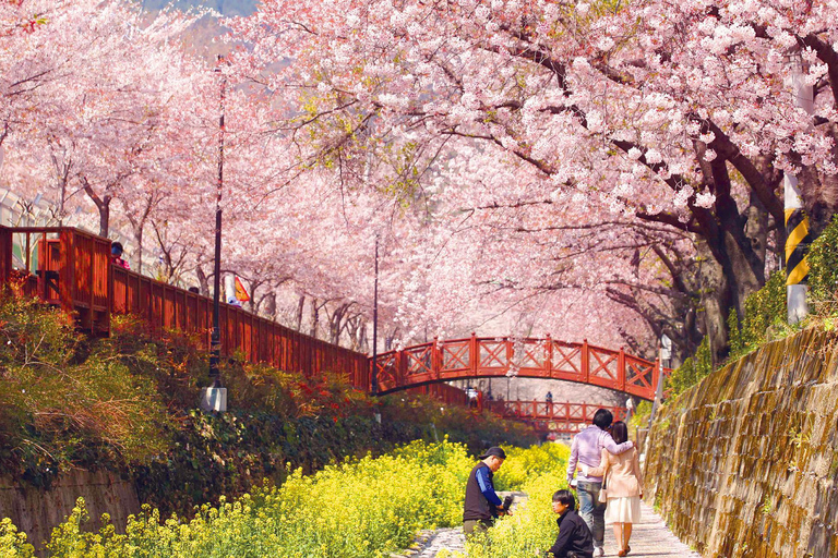 Seoul: Jinhae Cherry Blossom Tour with Busan Drop-off Option [Round Trip From Seoul] Jinhae Cherry Blossom Day Tour
