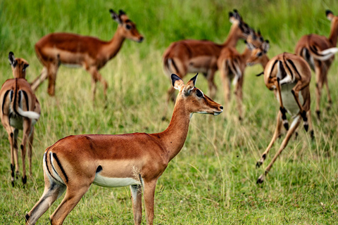 From Zanzibar: Best Day Safari Mikumi with flights and lunch