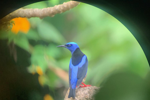 Guanacaste: Sloth Sanctuary and Waterfall Adventure