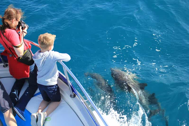 dolphin boat safari