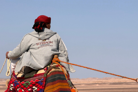 Hurghada: Camel Ride & horse ride and Off-Road Jeep Tour pickup from hotels inside hurghada